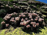 Цветение рододендрона в горах 5