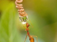 Может ли муравей убить человека?