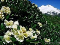Цветение рододендрона в горах 3