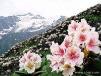 Цветение рододендрона в горах 6