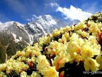 Цветение рододендрона в горах 4