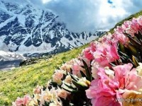 Цветение рододендрона в горах 2