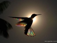 Солнечный свет, проходящий сквозь крылья колибри