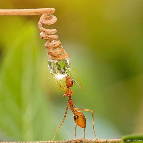 Может ли муравей убить человека?
