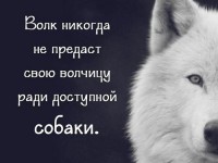 Волк никогда не предаст
