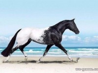 Лошадь породы Аппалуза, от красоты которой перехватывает дыхание
