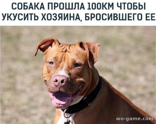 Собака прошла 100 км, чтобы укусить хозяина, бросившего ее